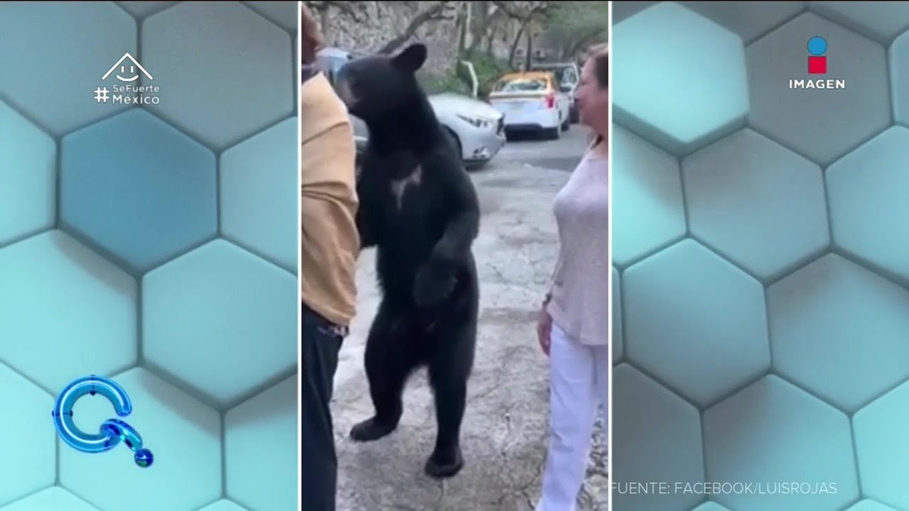 Oso negro visita una casa en Monterrey | Qué Importa