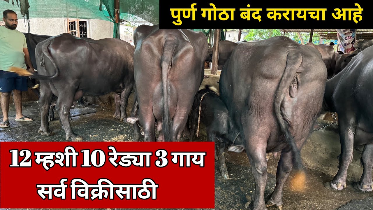12 म्हशी 10 रेड्या 3 गाय पुर्ण गोठा बंद करायचा आहे | सर्व विक्रीसाठी आहे कल्याण ठाणे Murrah Buffalo
