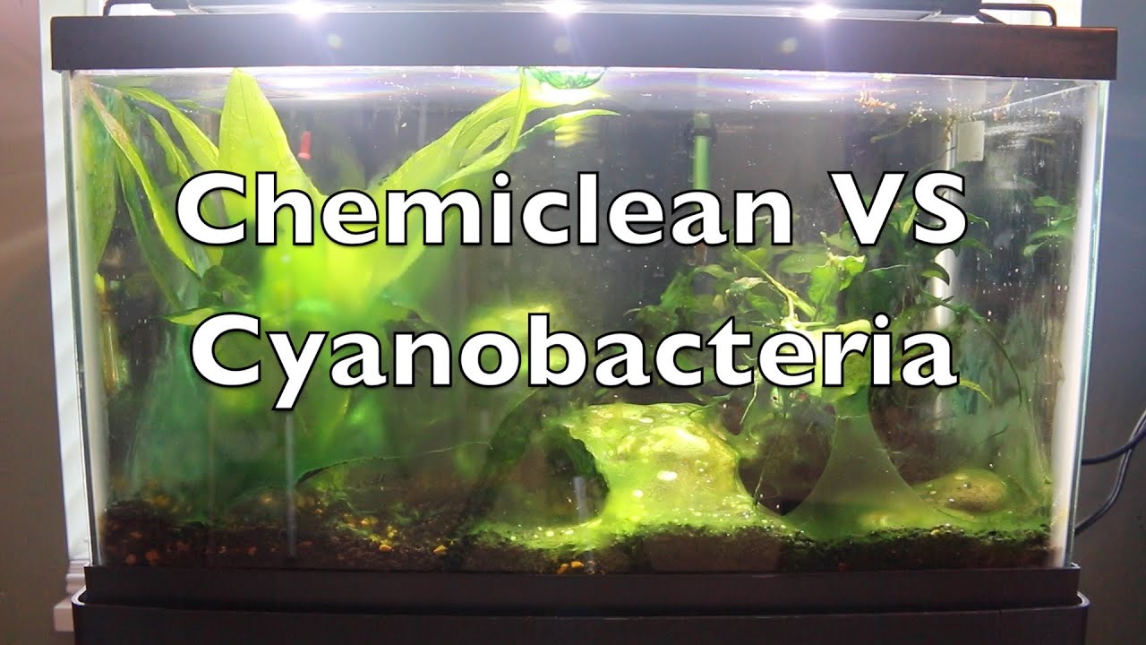 Chemiclean VS Cyanobacteria