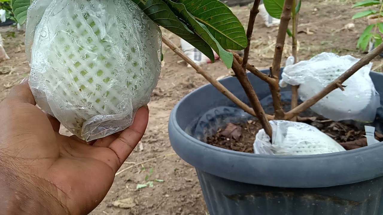 tabulampot jambu kristal umur lima bulan sudah berbuah lebat