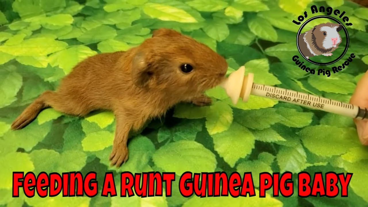Saving the Smallest Guinea Pig in the Litter #la400  How to Instructions