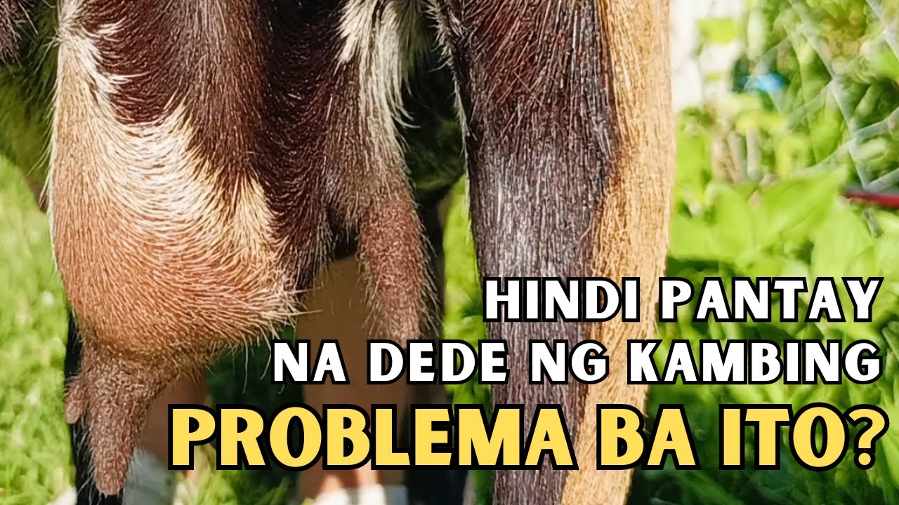 Hindi Pantay na Dede ng Kambing: Problema ba?