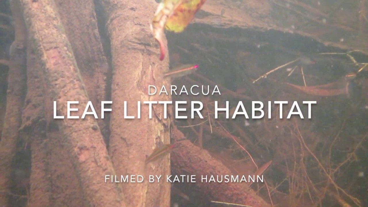 Daracua leaf litter