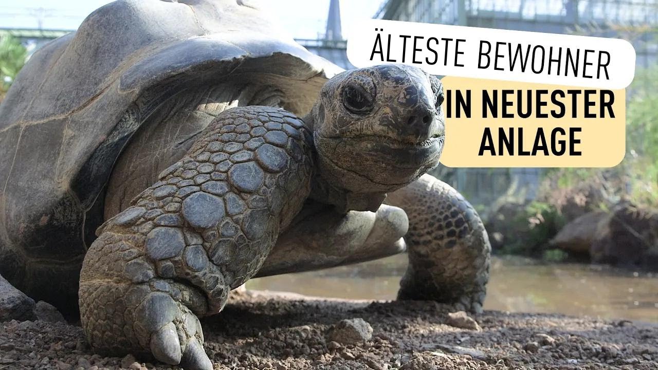 Riesenschildkröten wohnen jetzt im Wüstenhaus I Tiergarten Schönbrunn