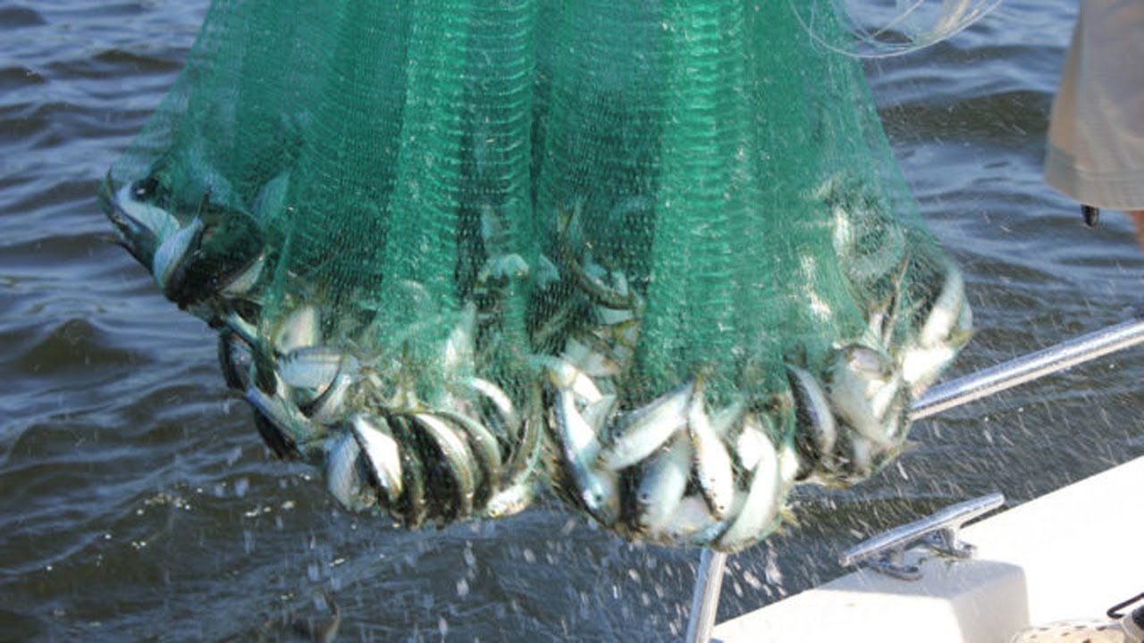 Most satisfying throw a cast net catching sardines - Big catch a lot of fish on the sea