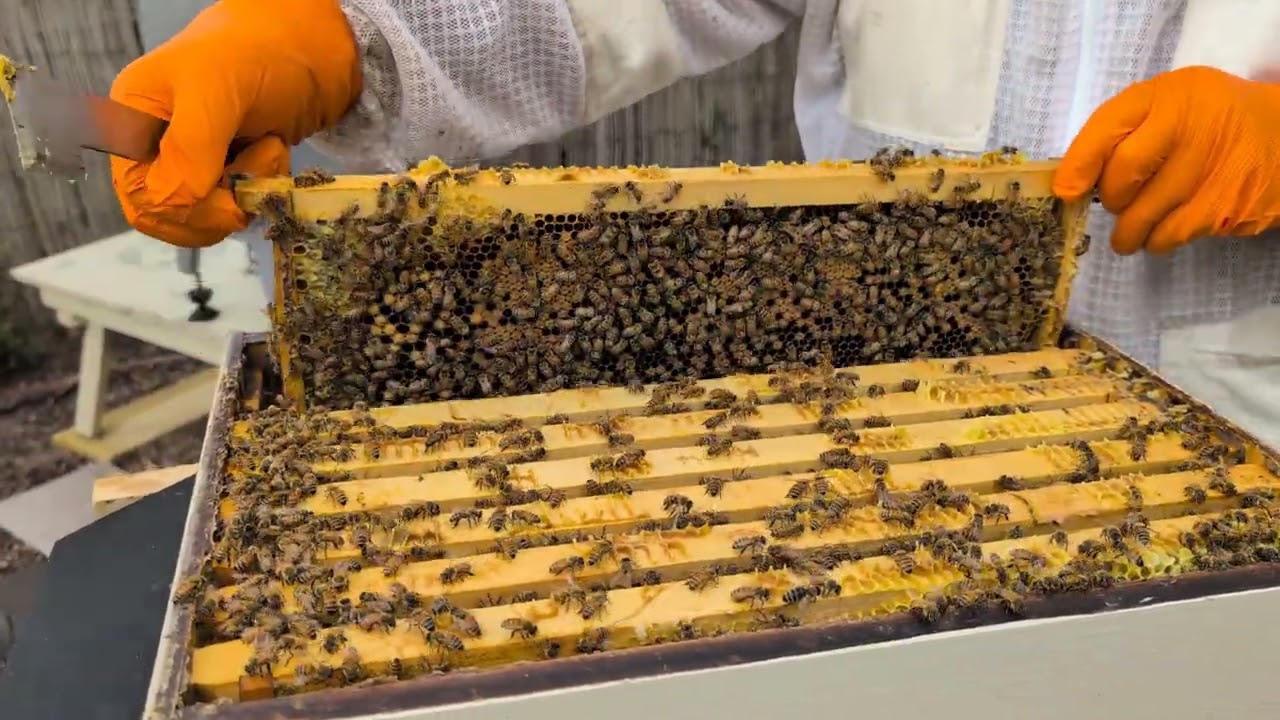 Hive Inspection Yellow 34 - 18 Jan 2026