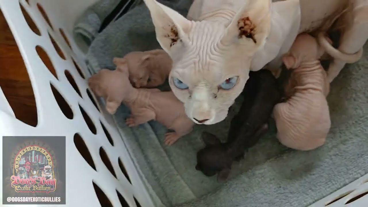 2 week old sphynx kittens 😻 hairless cats