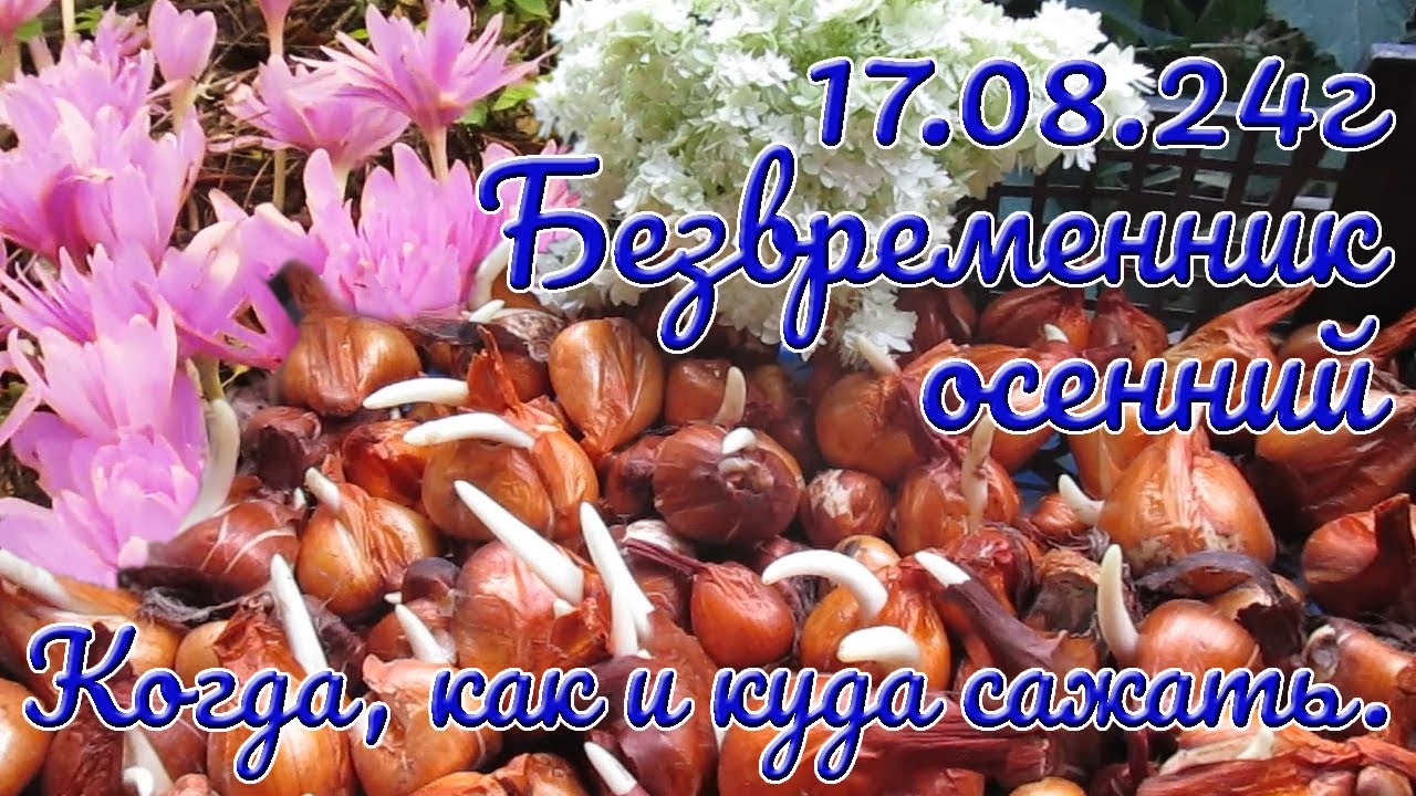 17 08 24г Безвременник осенний  Когда, как и куда сажать