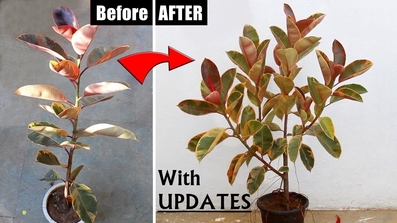My SECRETS To Make RUBBER Plant BUSHY!