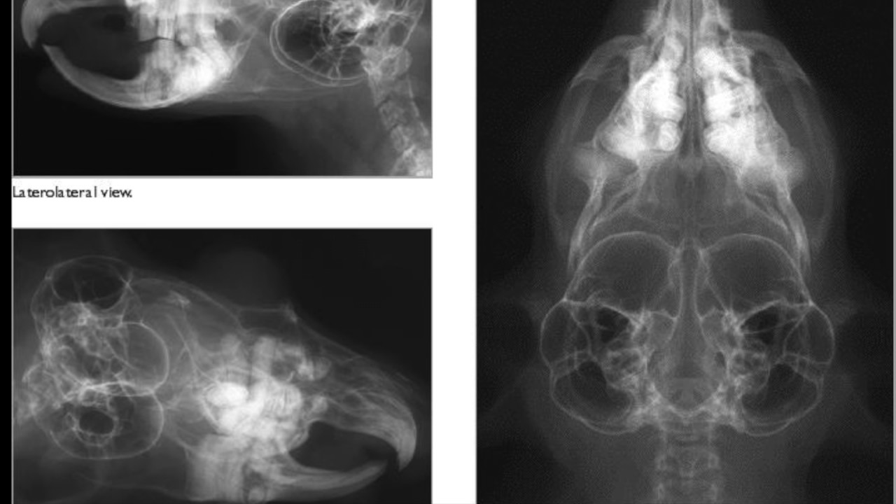 Malocclusion in Chinchillas (dental disease)