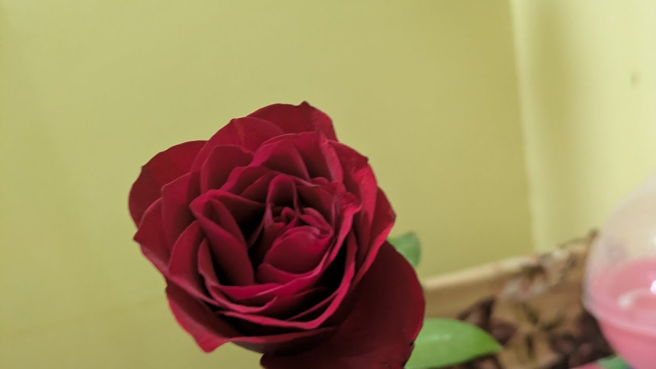 Dining table cleaning #dailylife #dining #video 