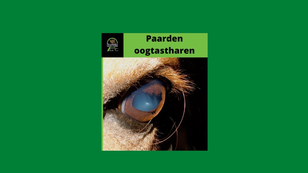 Paardenogen . Wat weet jij hier over? Gezondheid van je paard.