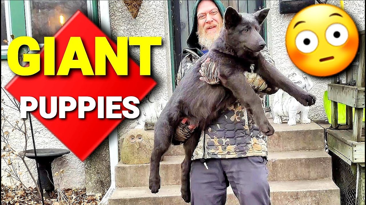 GIANT PUPPIES !! - Lycan Shepherd Project