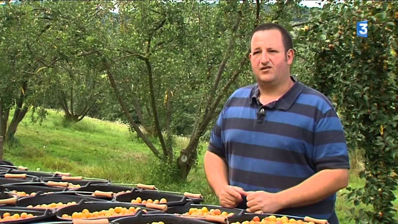 Bessenay (Rhône) se met à la mirabelle