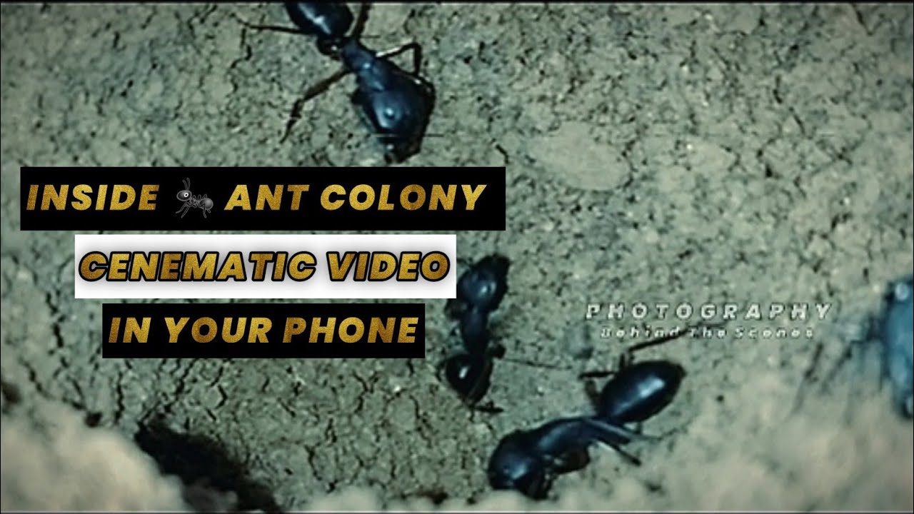 Inside ant colony | Cenematic status | Behind the scenes | Officialtapas | #insideantcolony