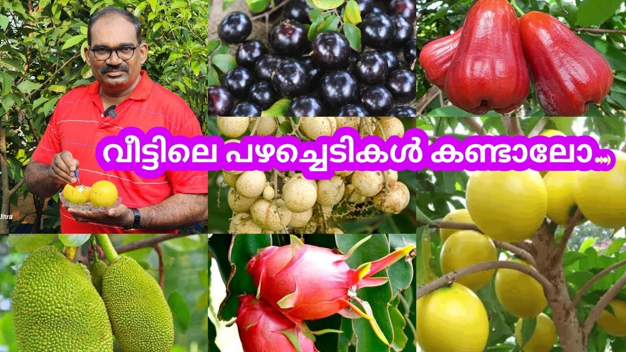 ഞങ്ങളുടെ വീട്ടിലെ പഴ ചെടികളുടെ ഇപ്പോഴത്തെ അവസ്ഥ.. #fruit