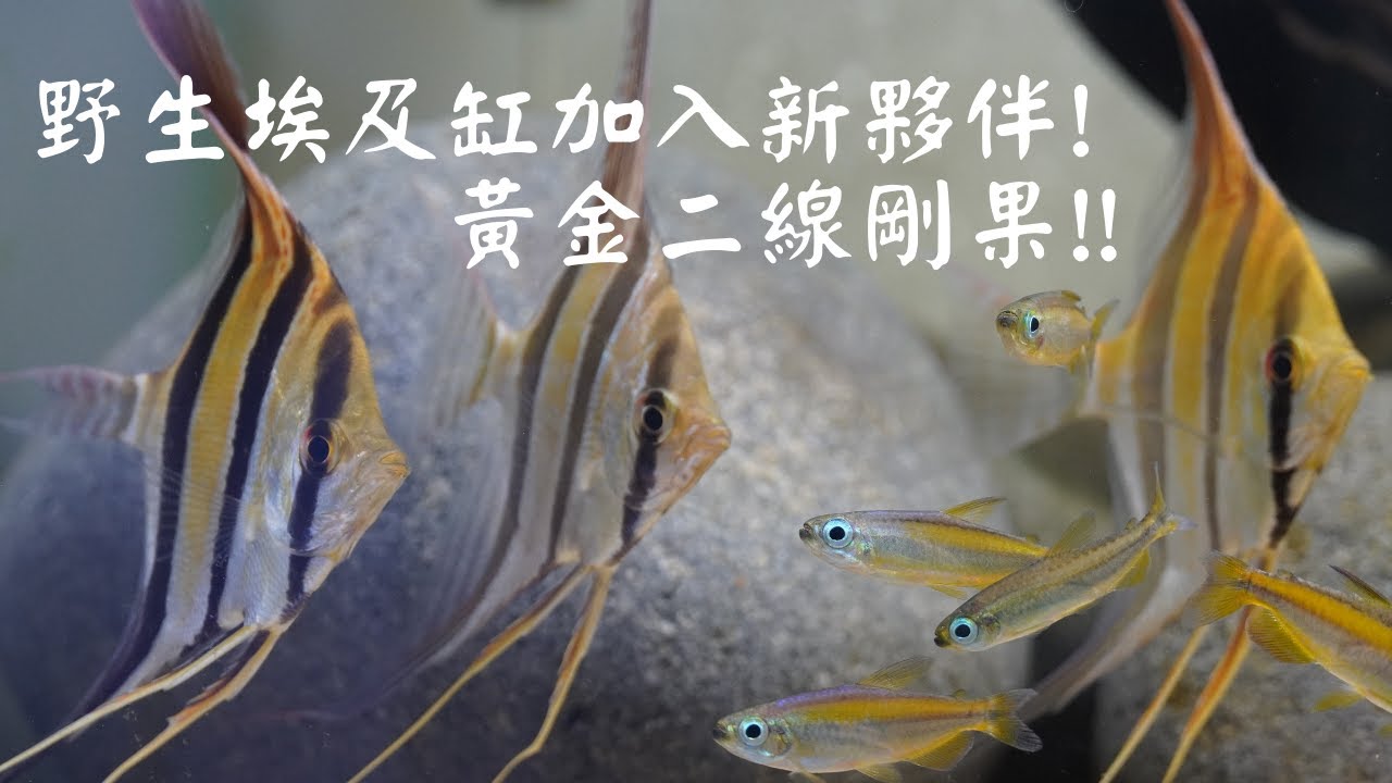 野生埃及缸加入新室友黃金二線剛果!!EP.5