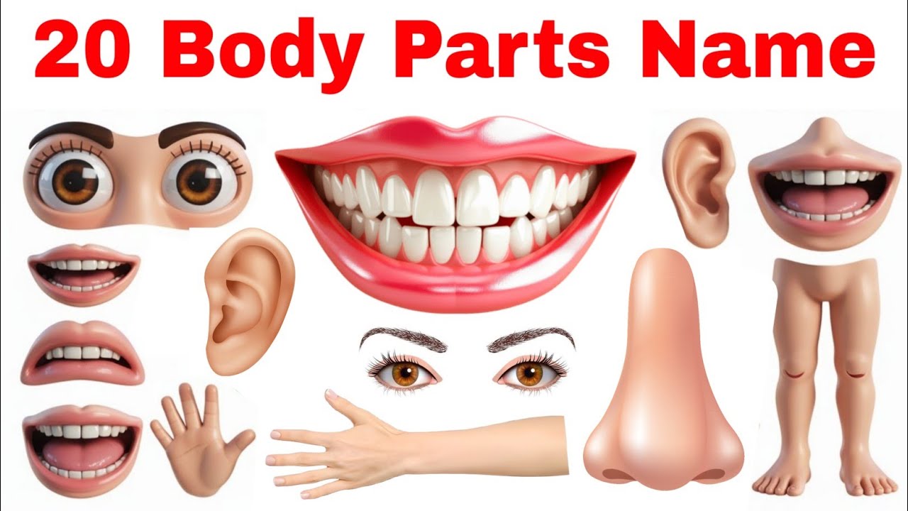 20 Body Parts Name in English for Kids 🤔 | Learn Body Parts with Fun Pictures | Kids Learning Video