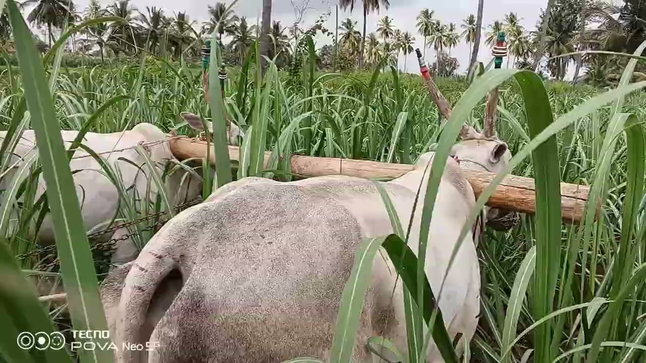 ಟಿ ನರಸೀಪುರ ತಾಲೂಕು ರೈತರ ಊರು ದೊಡ್ಡ ಮುಲುಗೂಡು ರೈತರು ಮೇಸ್ತ್ರಿ ಪಾಪಣ್ಣ ಬೋರಯ್ಯ ಮಂಜು ವ್ಯವಸಾಯ ಭಾಗ-1 