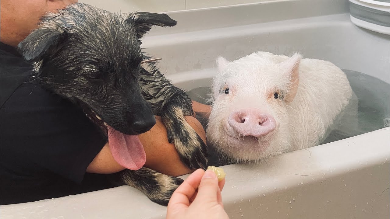 お風呂に慣れない犬の為にブタと夫を同伴させたのに‥