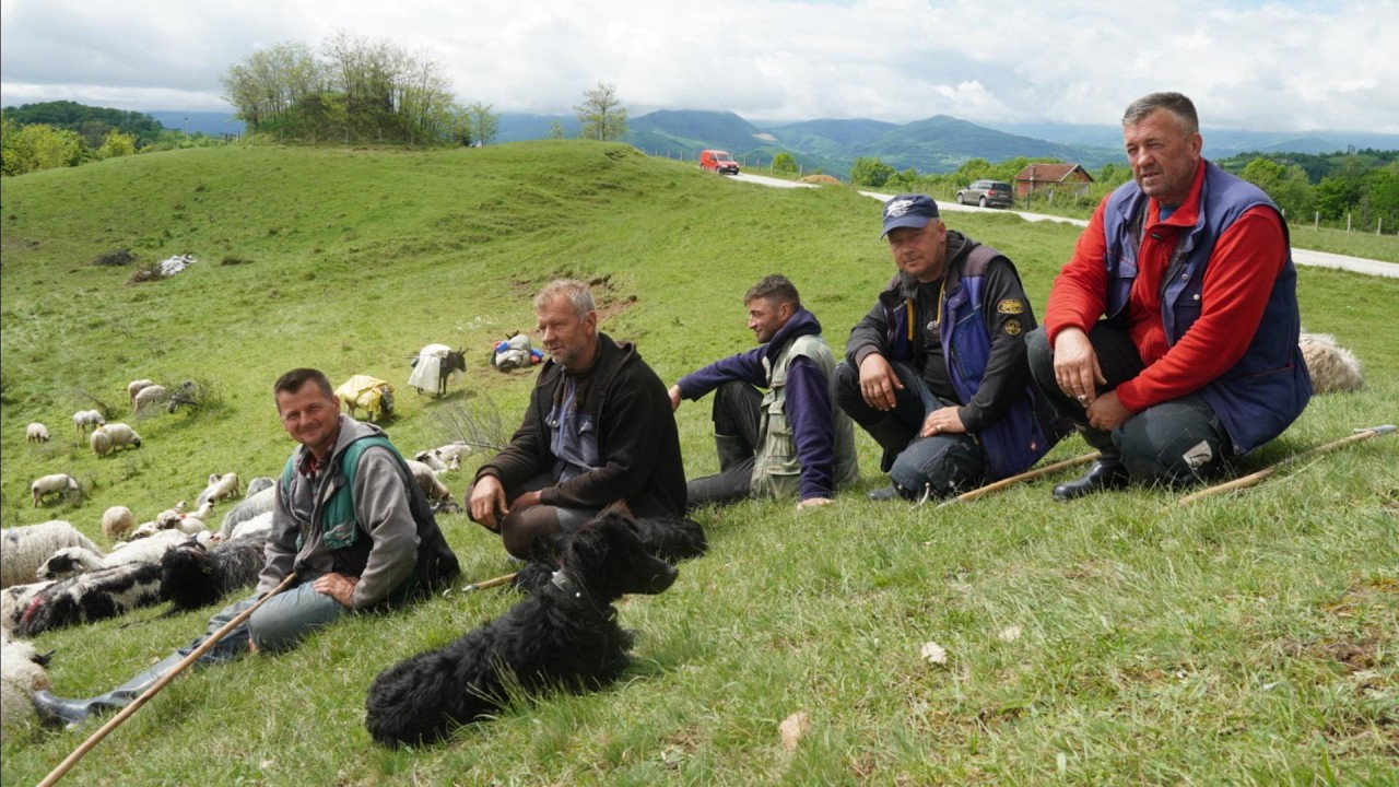 JEDAN ČOVJEK POSLO JEDNU OVCU I ONA MU UGINULA A OPET DRUGI POSLO 50 I SVE SE VRATILE