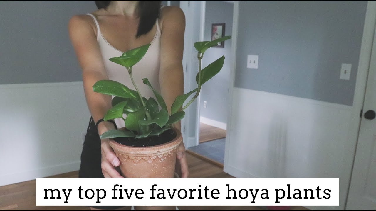 my top five favorite hoya plants | easy care plants