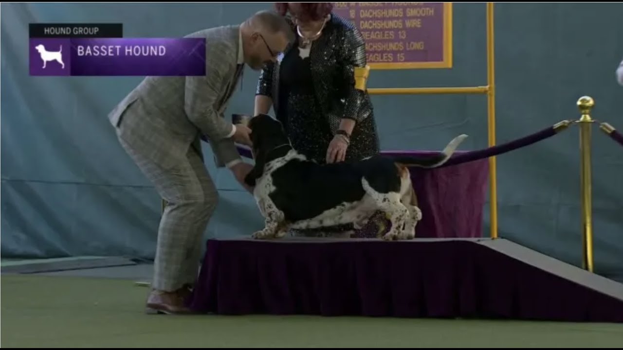 Basset Hounds | Breed Judging 2023