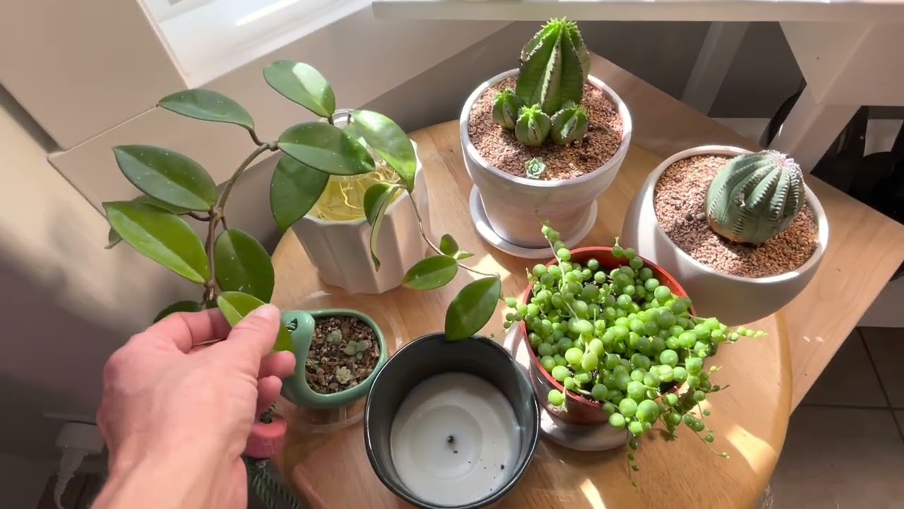 Indoor plant tour July 2022