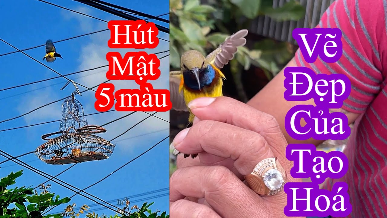 Đi bẫy hút mật 5 màu cùng Mr Bell và Mã Văn Tài và cái kết…..