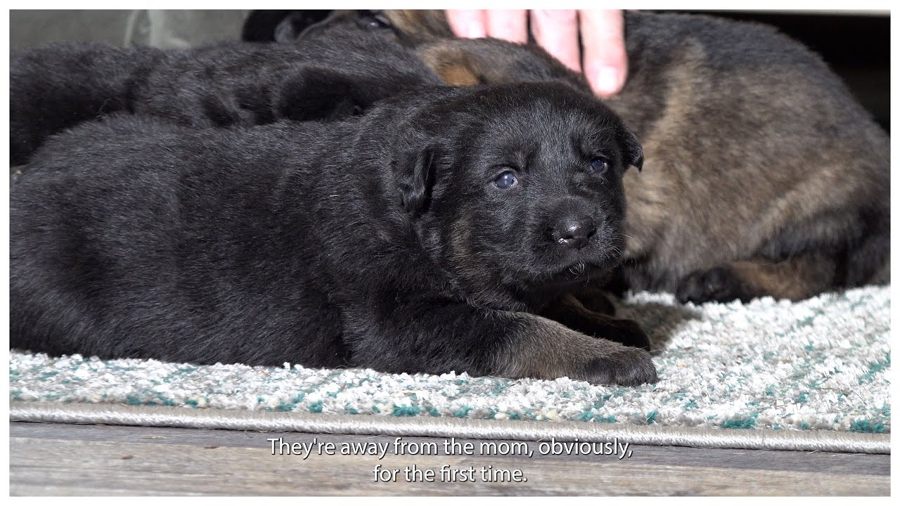 Kraftwerk K9 German Shepherds - 20 Days Old Today!