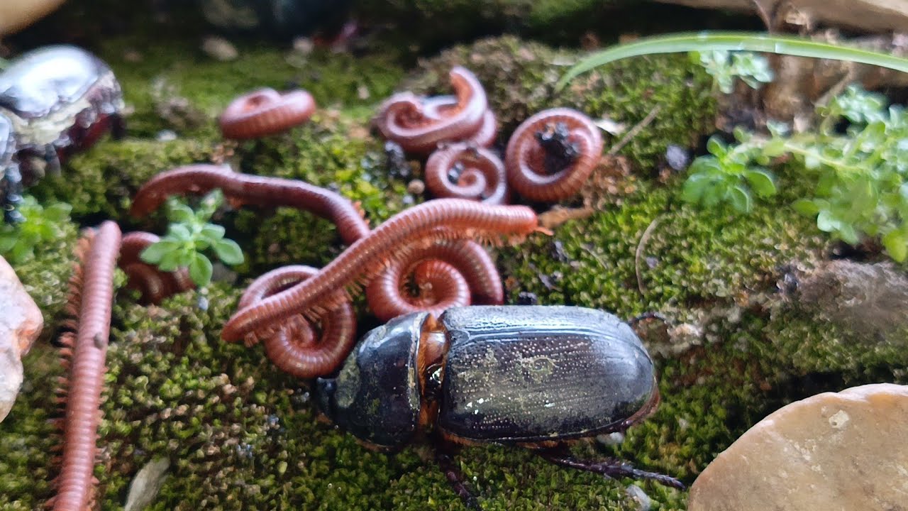 Close-up look at the unique forest millipede and snails meeting 