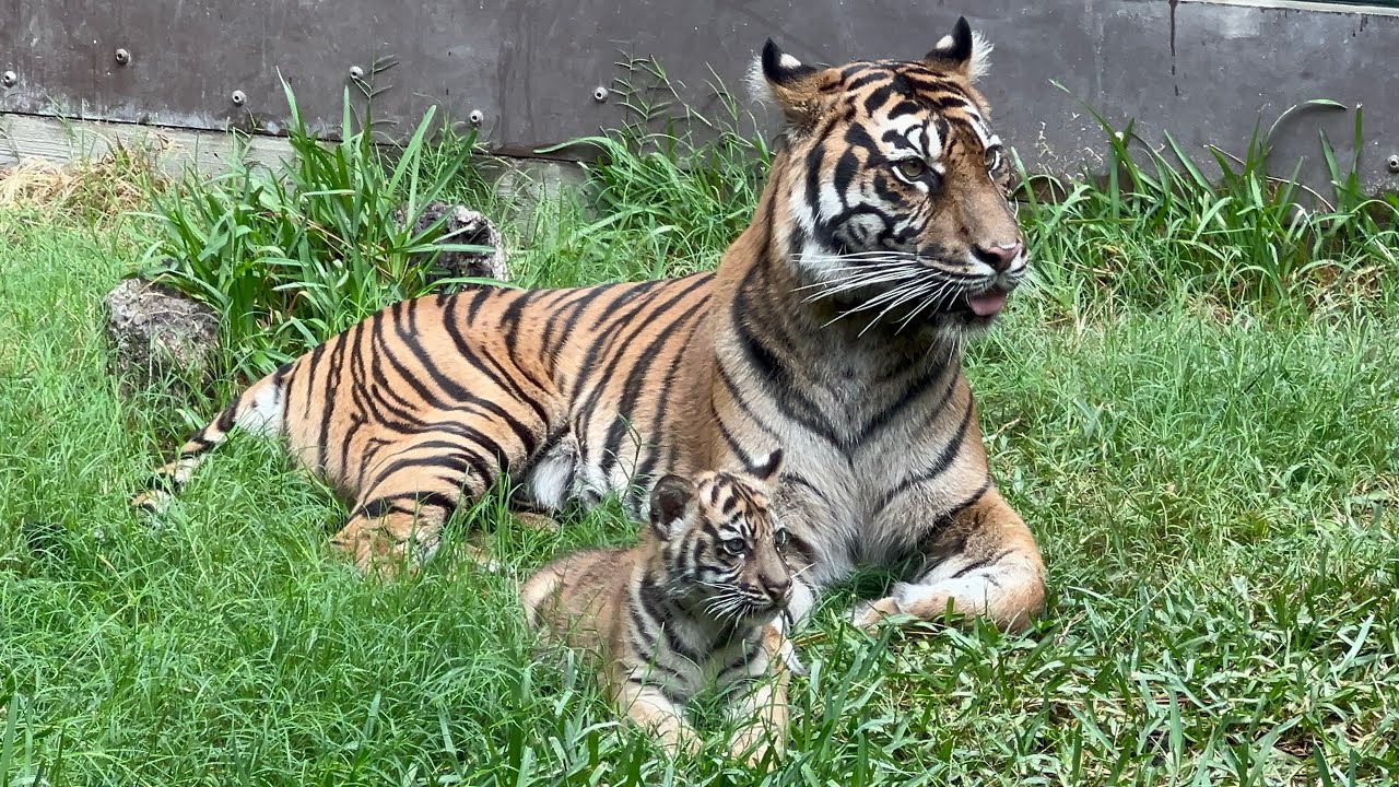 🐯Hello Barong! The Sumatran Tiger Cub🧡 ~ San Diego Zoo Safari Park ~ 11/3/2024
