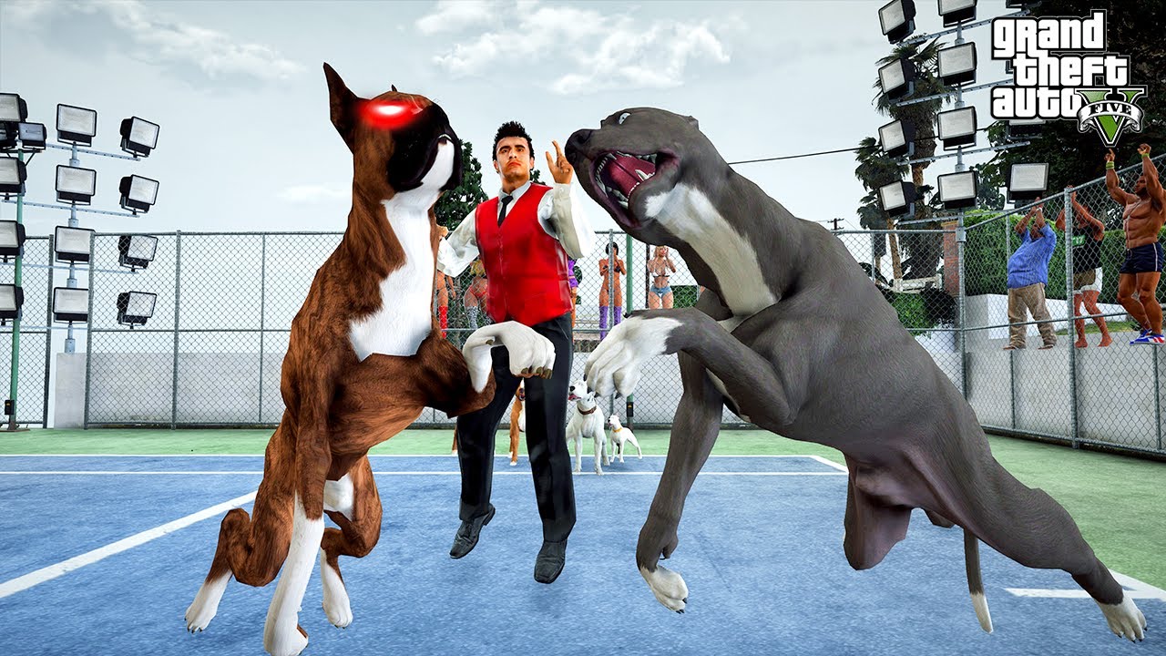 PİTBULL TERMİNATÖR VS CANAVAR BOXER BALBOA FİNAL DÖVÜŞÜ! - GTA 5