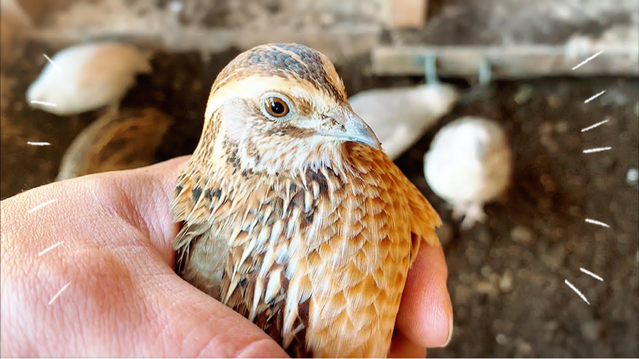 【ふわふわ】なつかないウズラを触りまくる方法【ウズラ飼育】