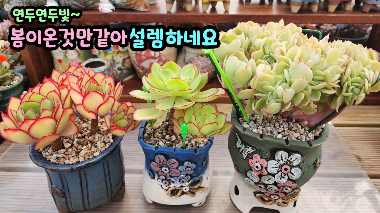 260203 연두연두싱그럽네요~봄이찾아온거처럼상큼~설레이네요^^