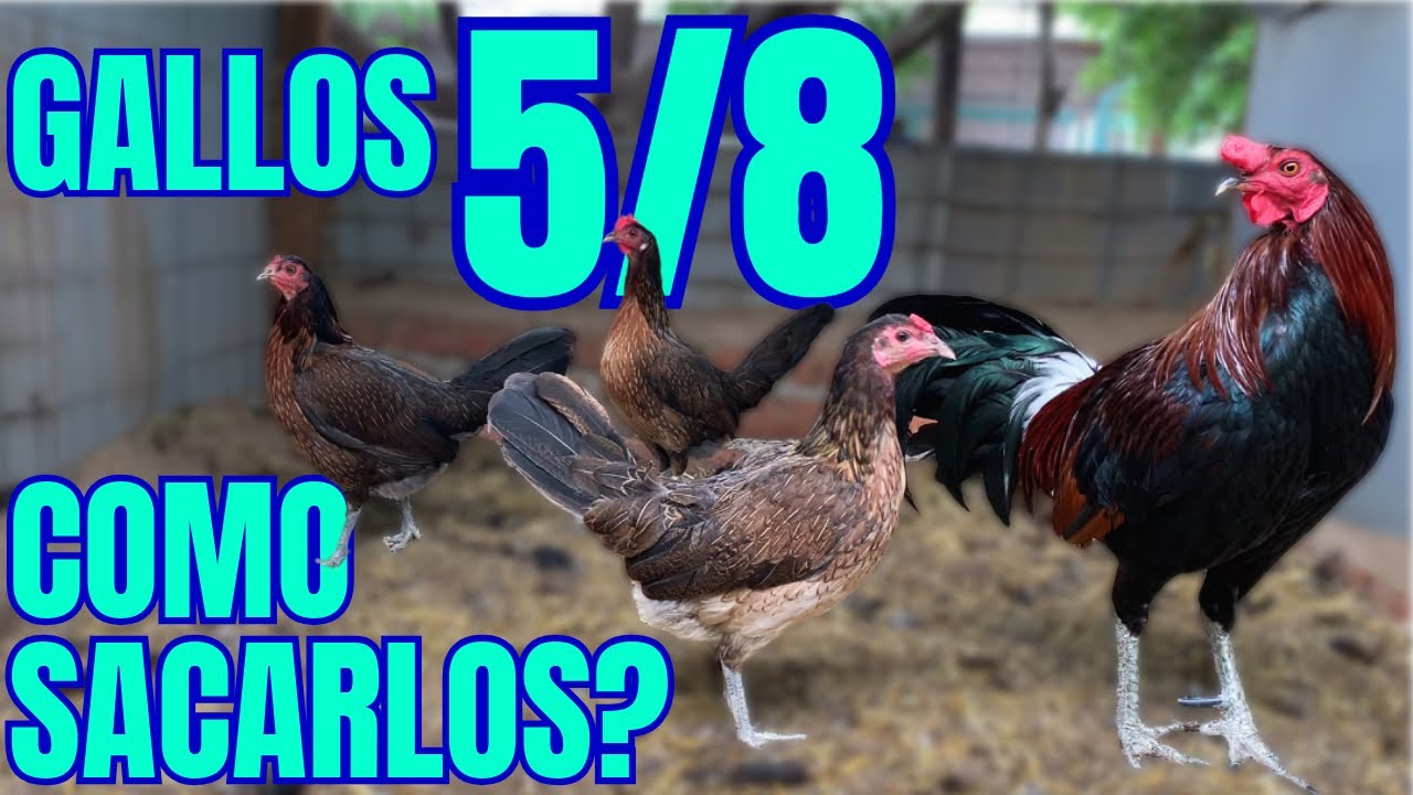 GALLOS 5/8 y 3/8…. Aprende cómo sacarlos!!!