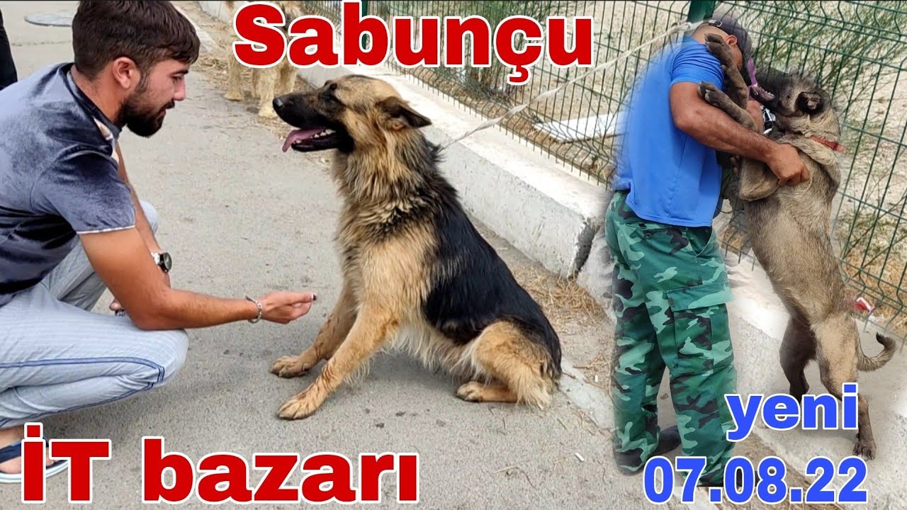 Sabunçu İT bazarı 07.08.22 @mubarizemintv #sabuncuitbazari #sabuncutoyuqbazari #kanqal #qurdbasar