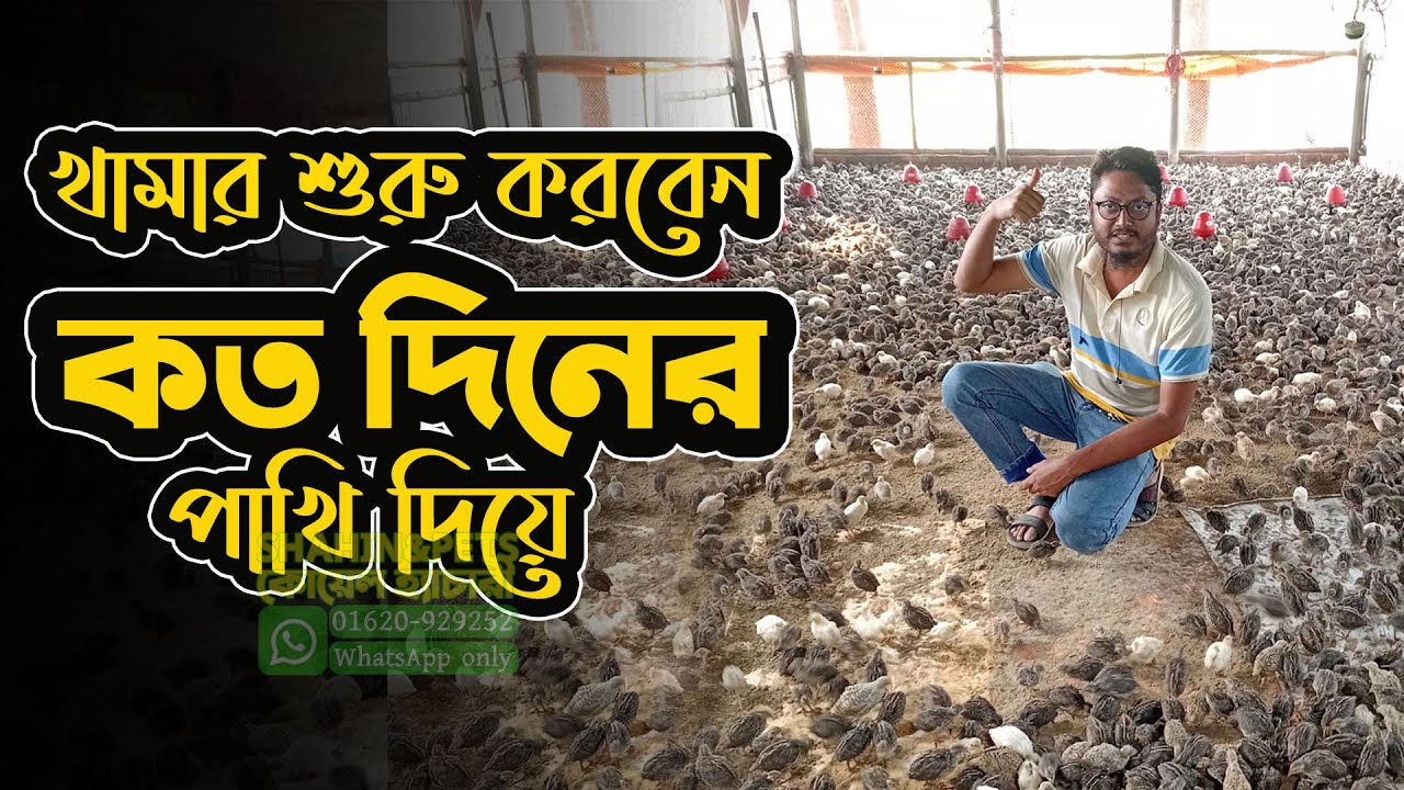 নতুন খামারি ভাই কত দিনের পাখি দিয়ে খামার শুরু করবেন সহজ ব্যাখায় সমাধান
