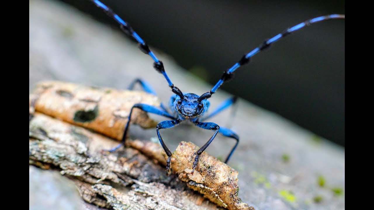 Positive News - New Species Being Discovered Faster Than Ever At a Rate of Over 16,000 a Year
