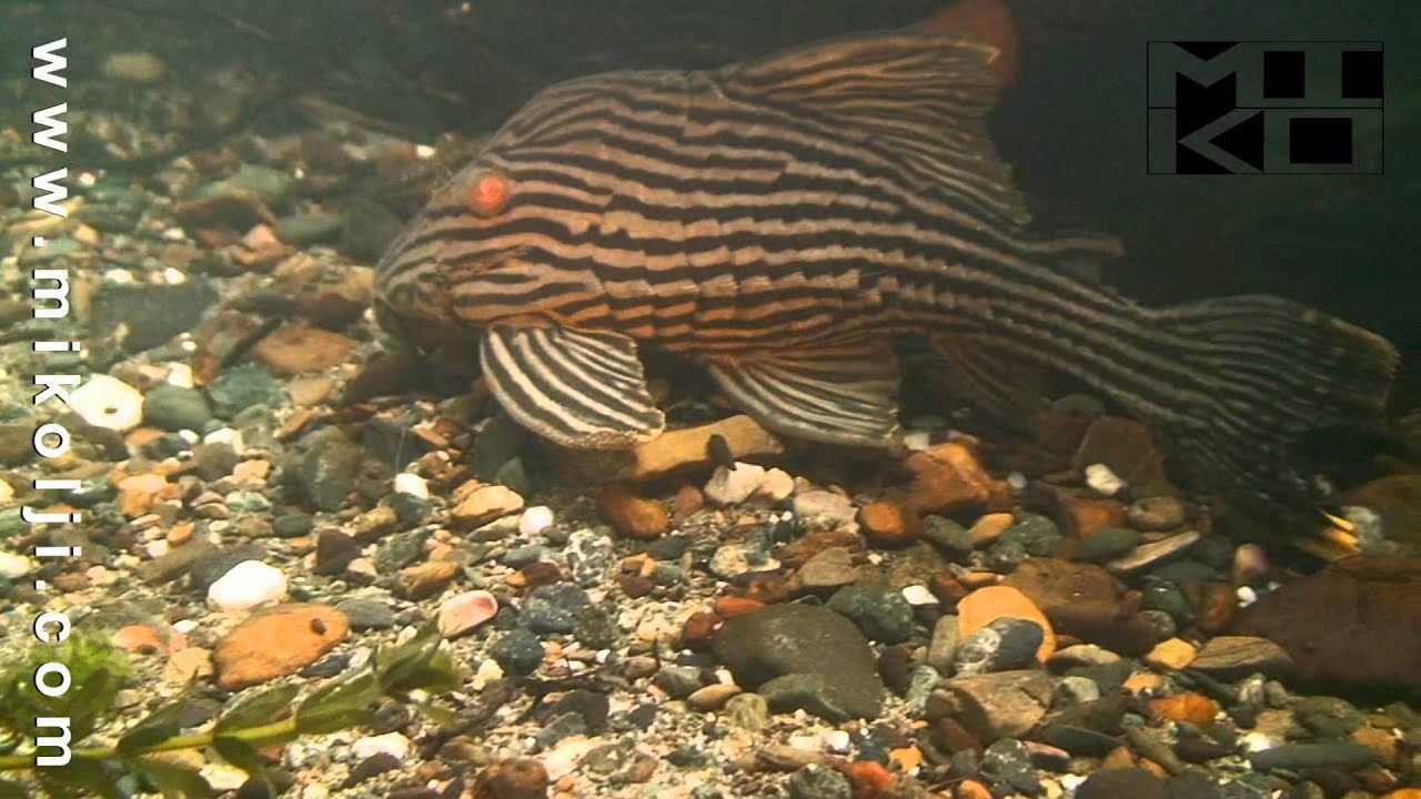 Panaque nigrolineatus Royal Pleco 1 HD Stock Video Footage