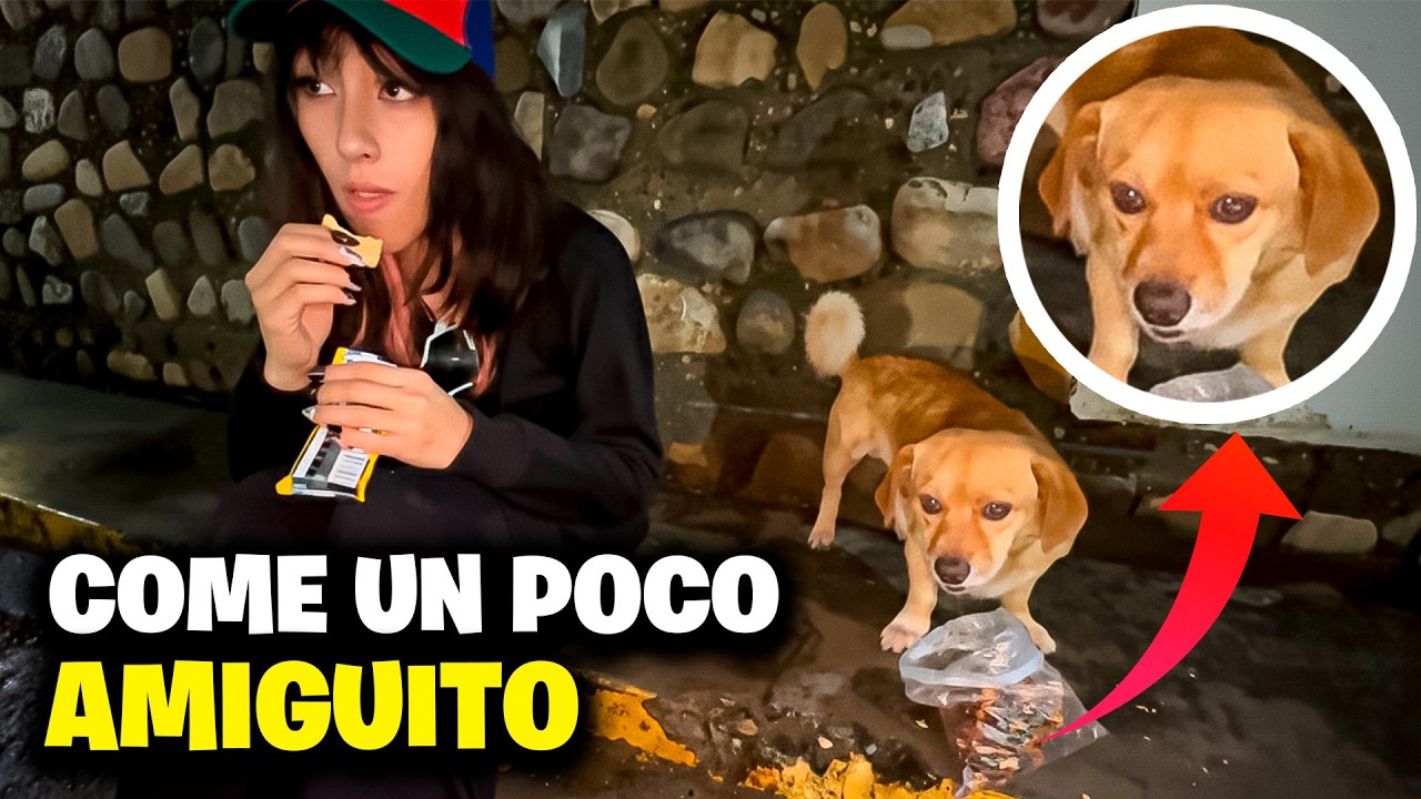 EMETSUKI ALIMENTA a PERRITO CALLEJERO y COMIENZA a LLORAR