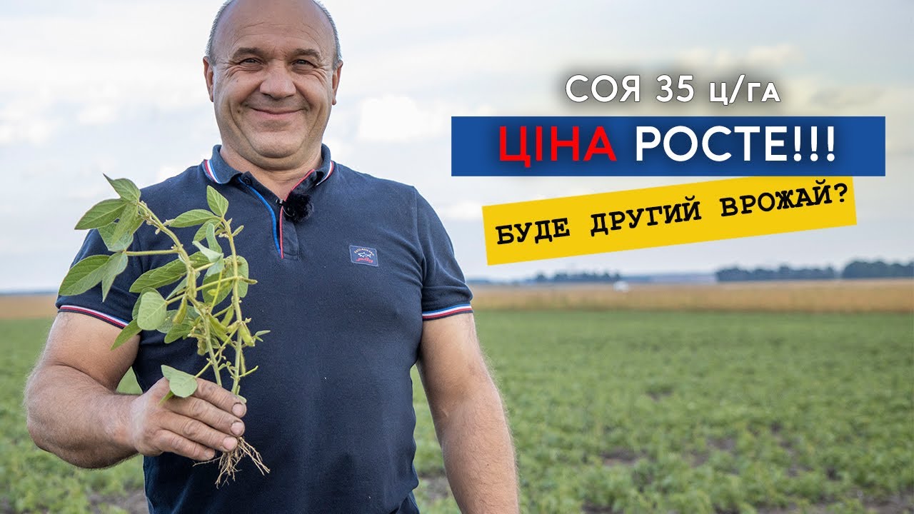 Ціна на сою росте, закінчили жнива. Як зібрати другий врожай за сезон? Особливості вирощування сої.