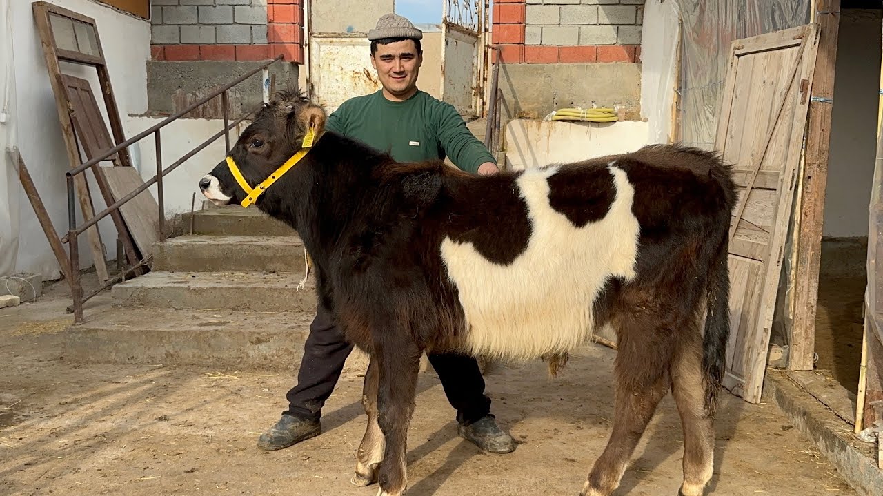 USMONJON DAN SENSATSIYA NARXIGA BAHO BERING 