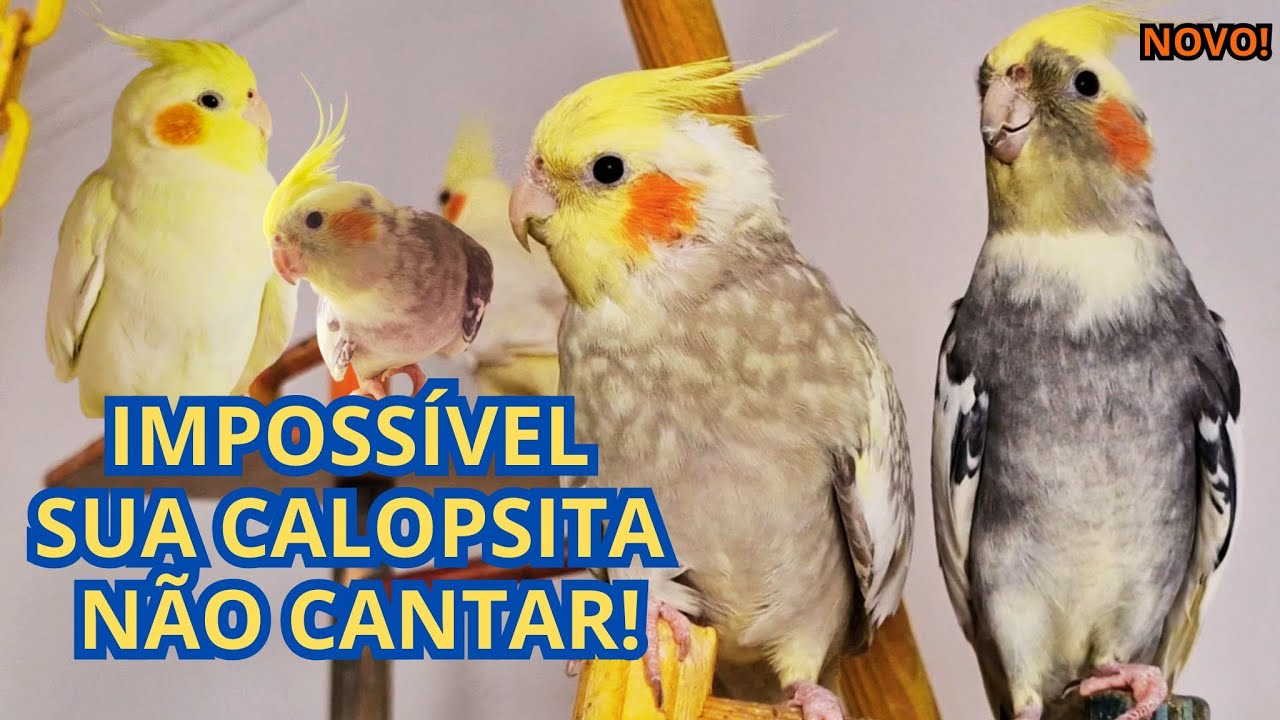 2 Horas de CANTO NATURAL DE CALOPSITA. Várias Calopsitas Cantando muito. Calopsita assobiando