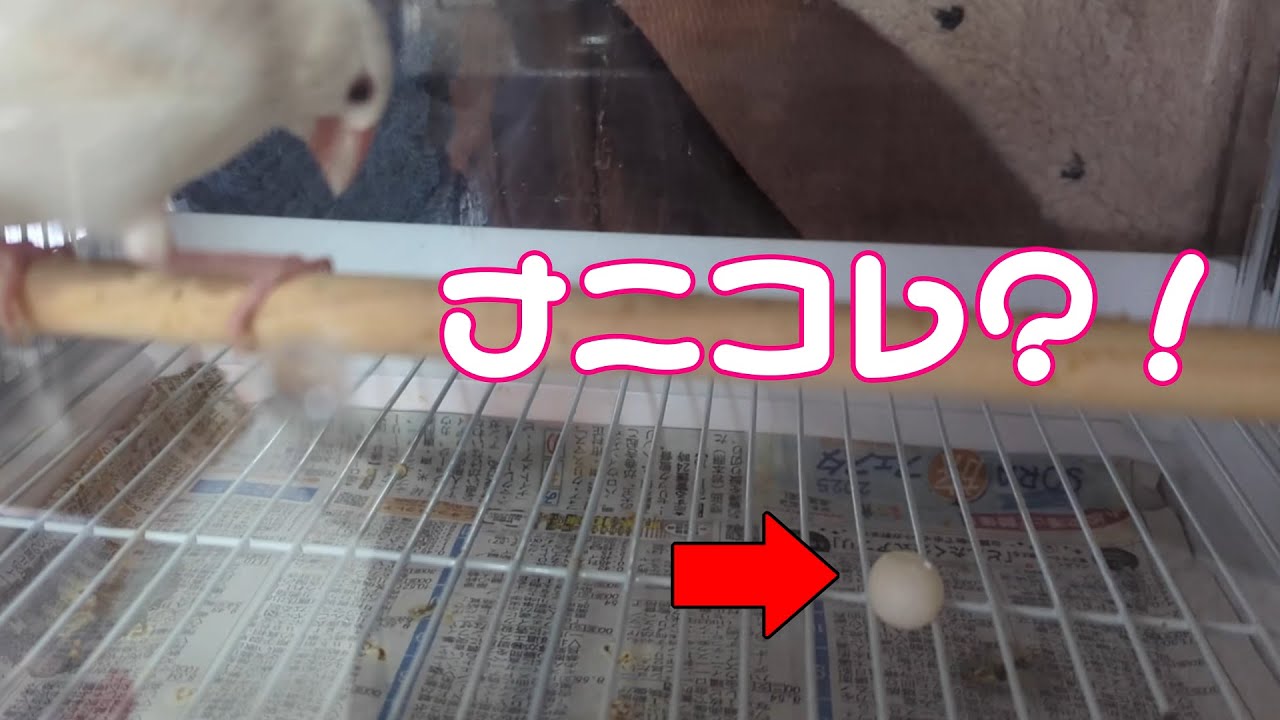 文鳥が初めて卵を産みました。飼い主がパニック！