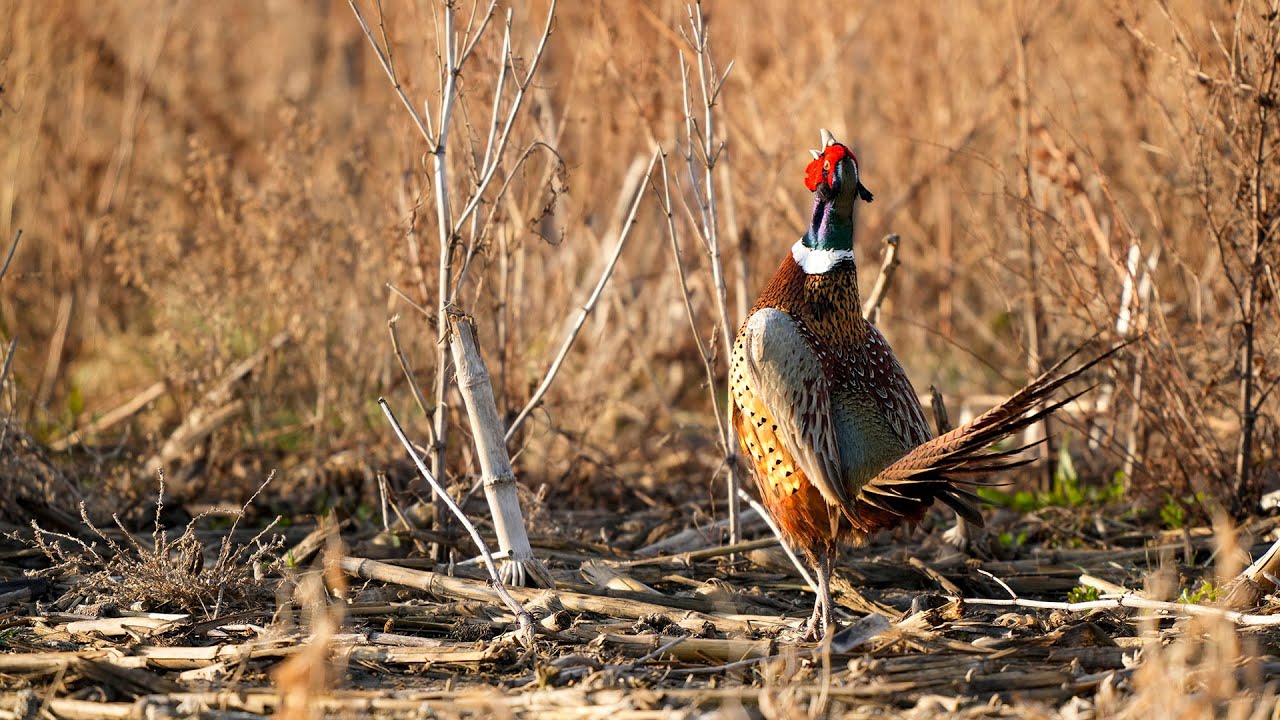 Pheasant Crowing Counts 2025 - NDGF - 06-26-2025