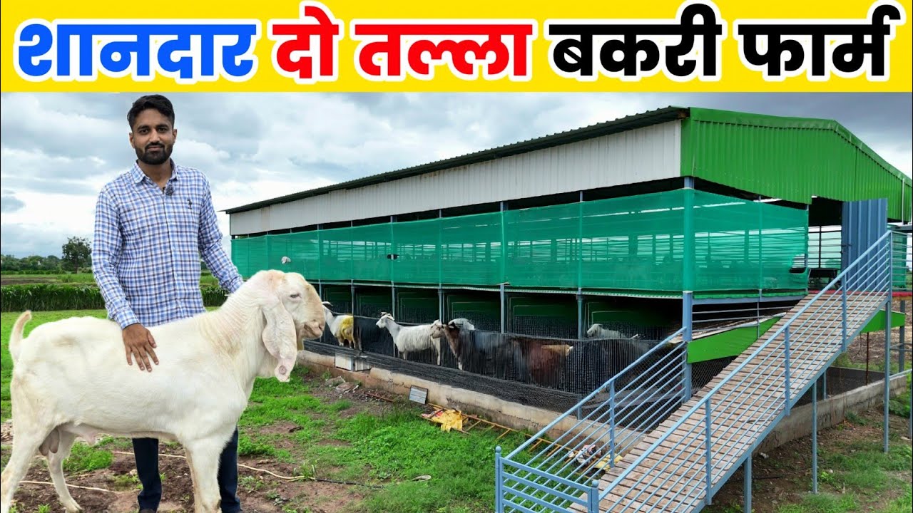 200 बकरियों का दो तल्ला बकरी फार्म 🏠 ऊपर नीचे बकरी | Goat farm tour
