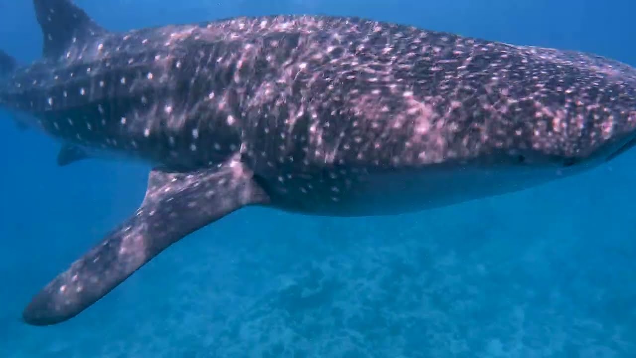 Scuba Diving on Maldives islands