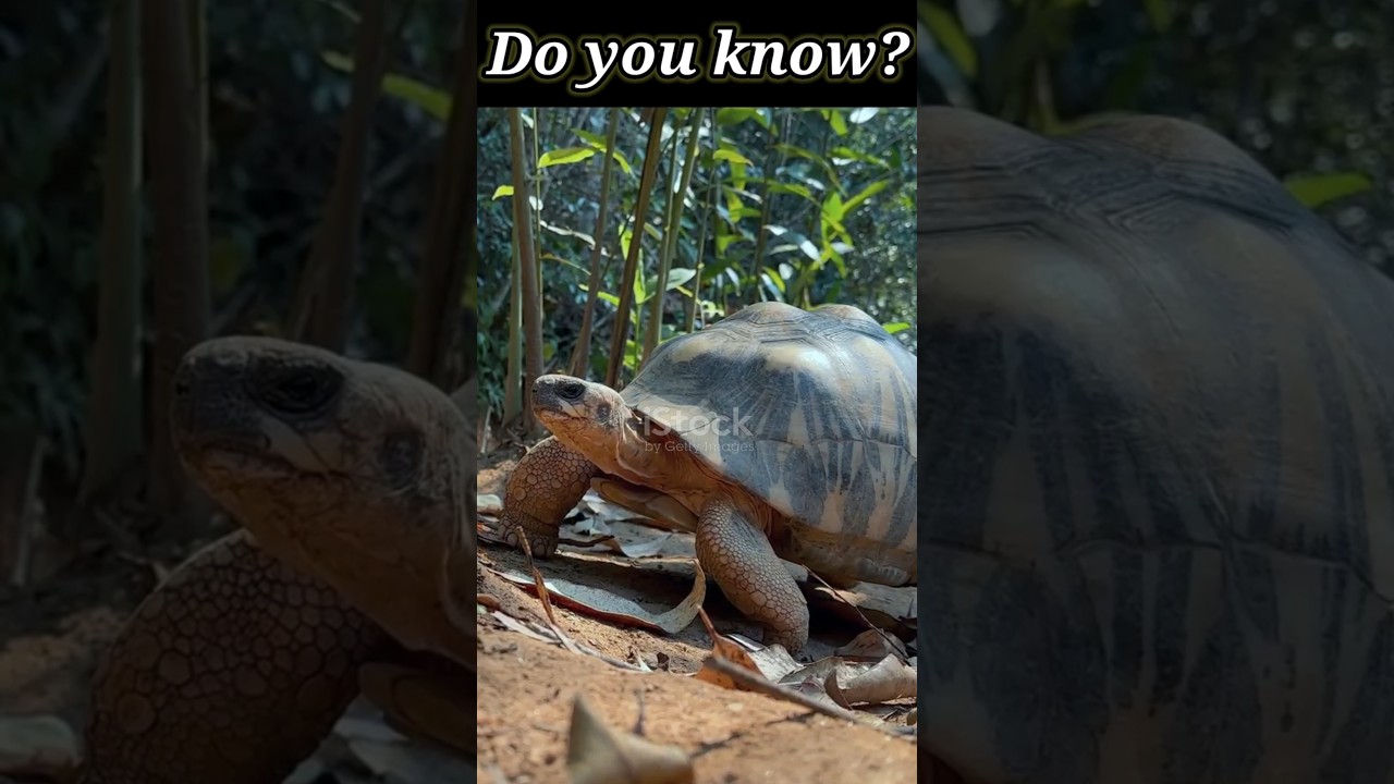 Have you ever seen a golden box turtle 🐢? 