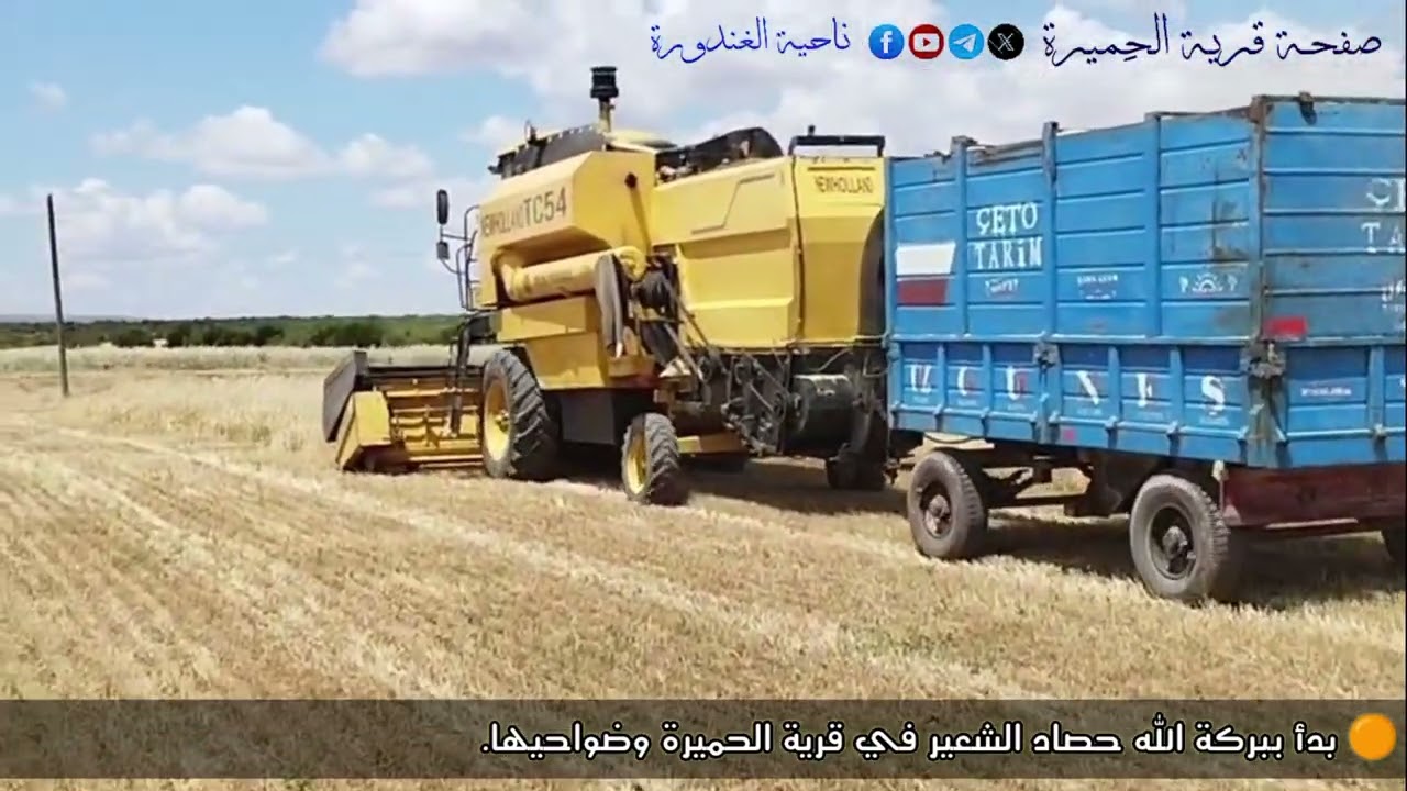 حصاد الشعير في قرية الحميرة وضواحيها.